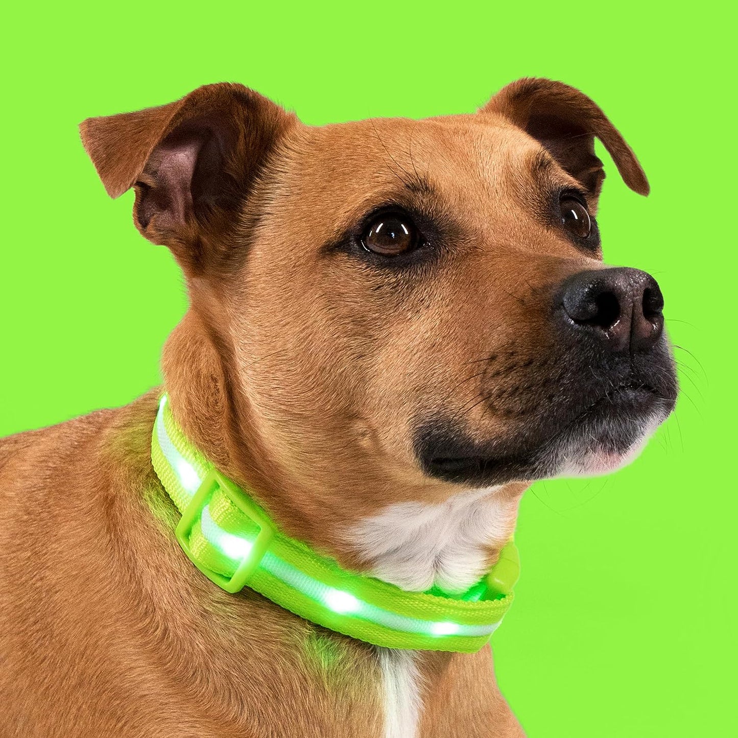 LED Dog Collar - Original USB Rechargeable and Waterproof Design - 1,000 Feet Visibility - Suitable for Small, Medium, and Large Dogs - US Brand